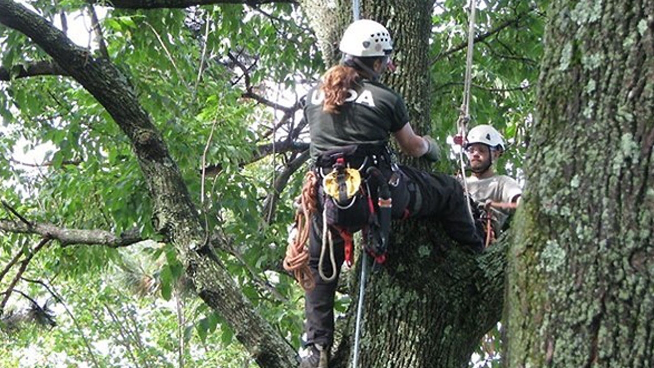 Two tree climbers survey trees that Asian longhorned beetles could attack.
