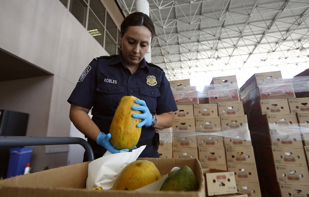 A U.S. Customs and Border Protection Agriculture Specialist looks over a shipment of papayas at the Otay Mesa, CA, port of entry.
