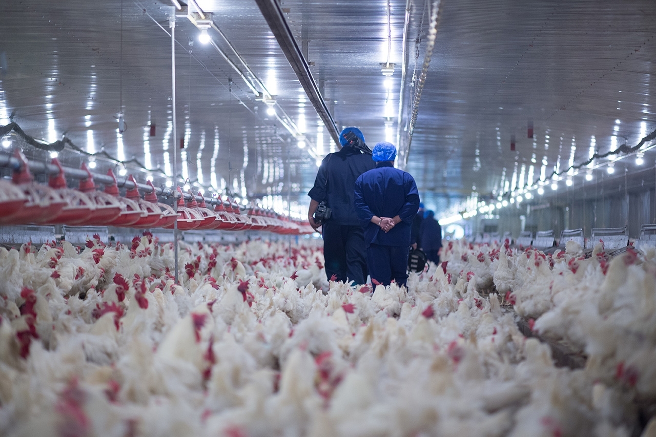 workers walking through a poultry facility amidst a chicken flock