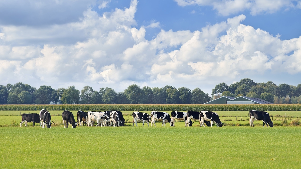cows in a field