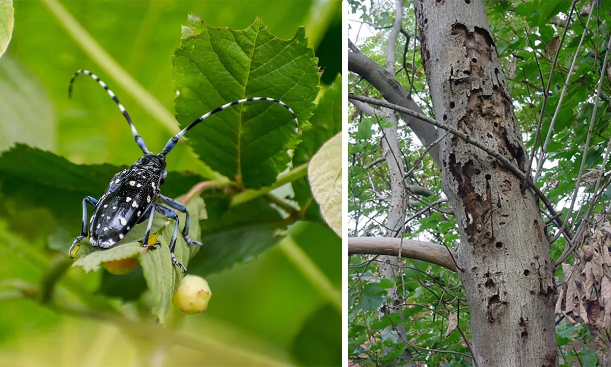 Asian longhorned beetle on a leaf (left), tree damage by Asian longhorned beetle (right)