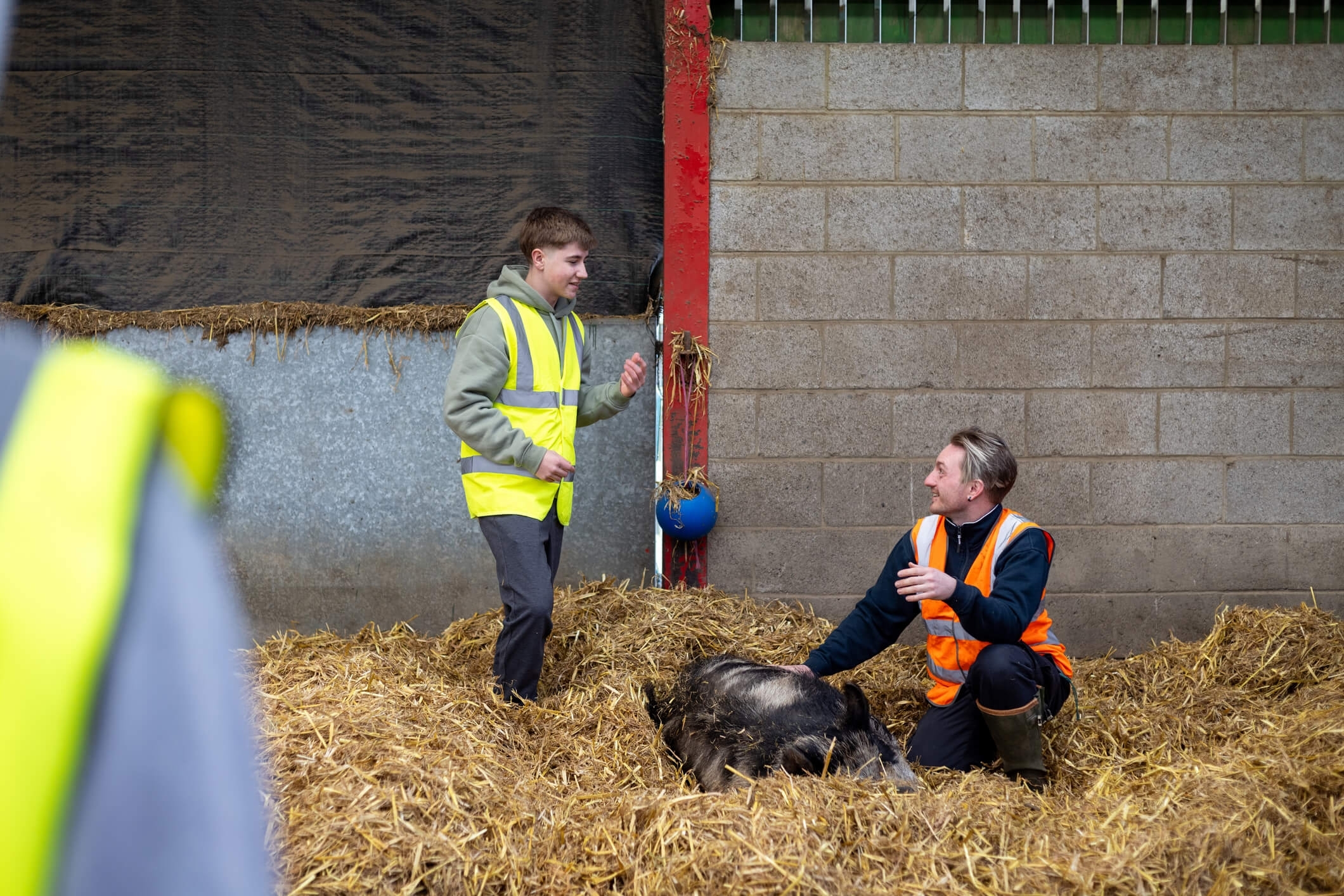 pig laying down with two people beside it