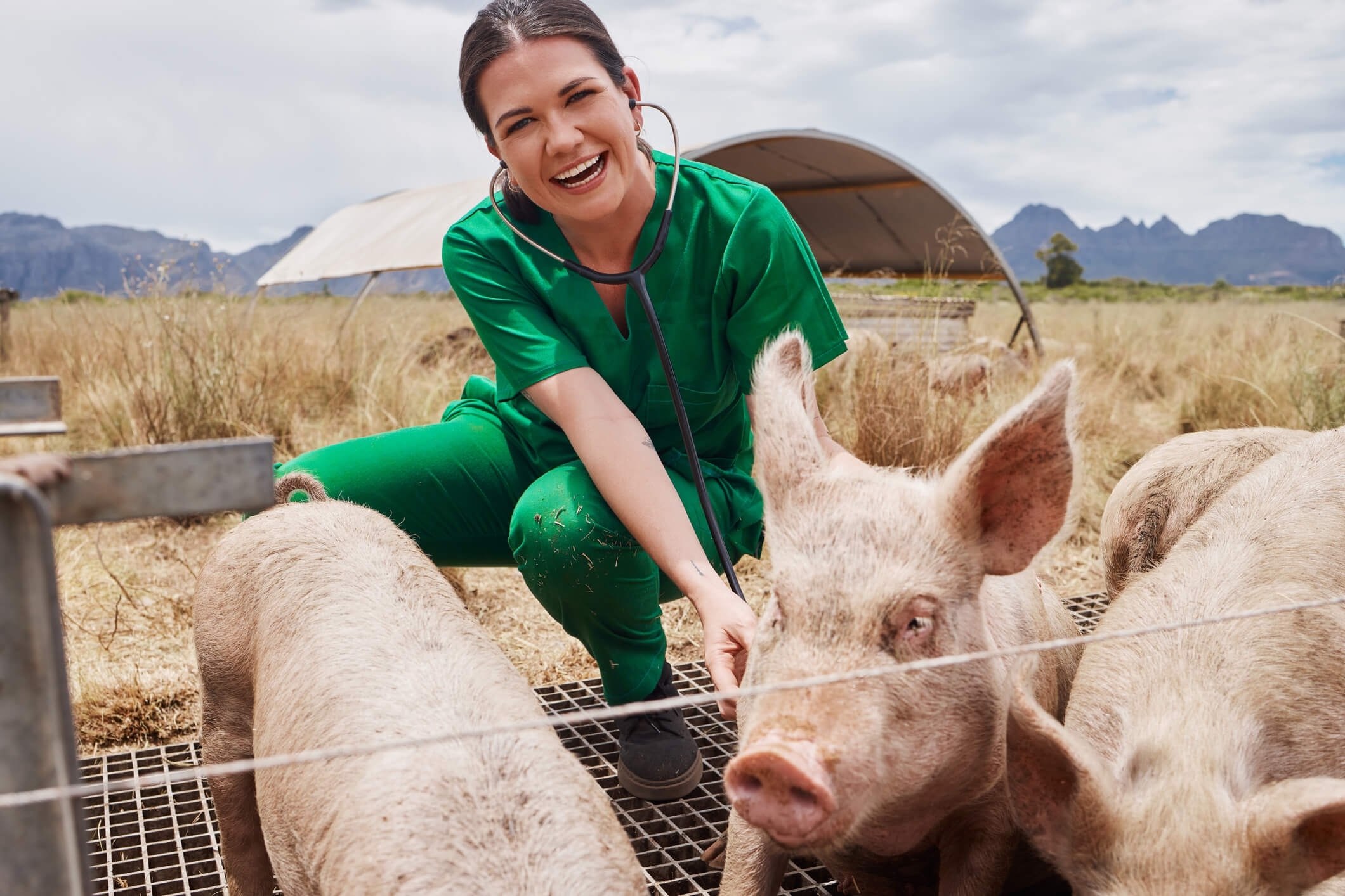 vet with pigs