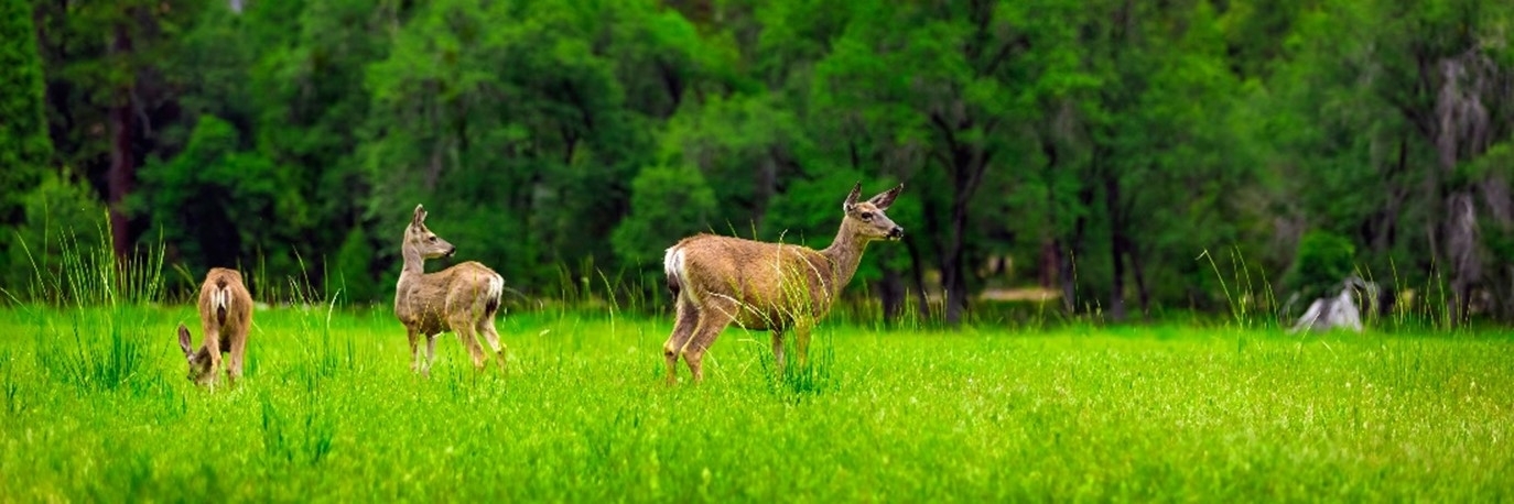 deer in a field
