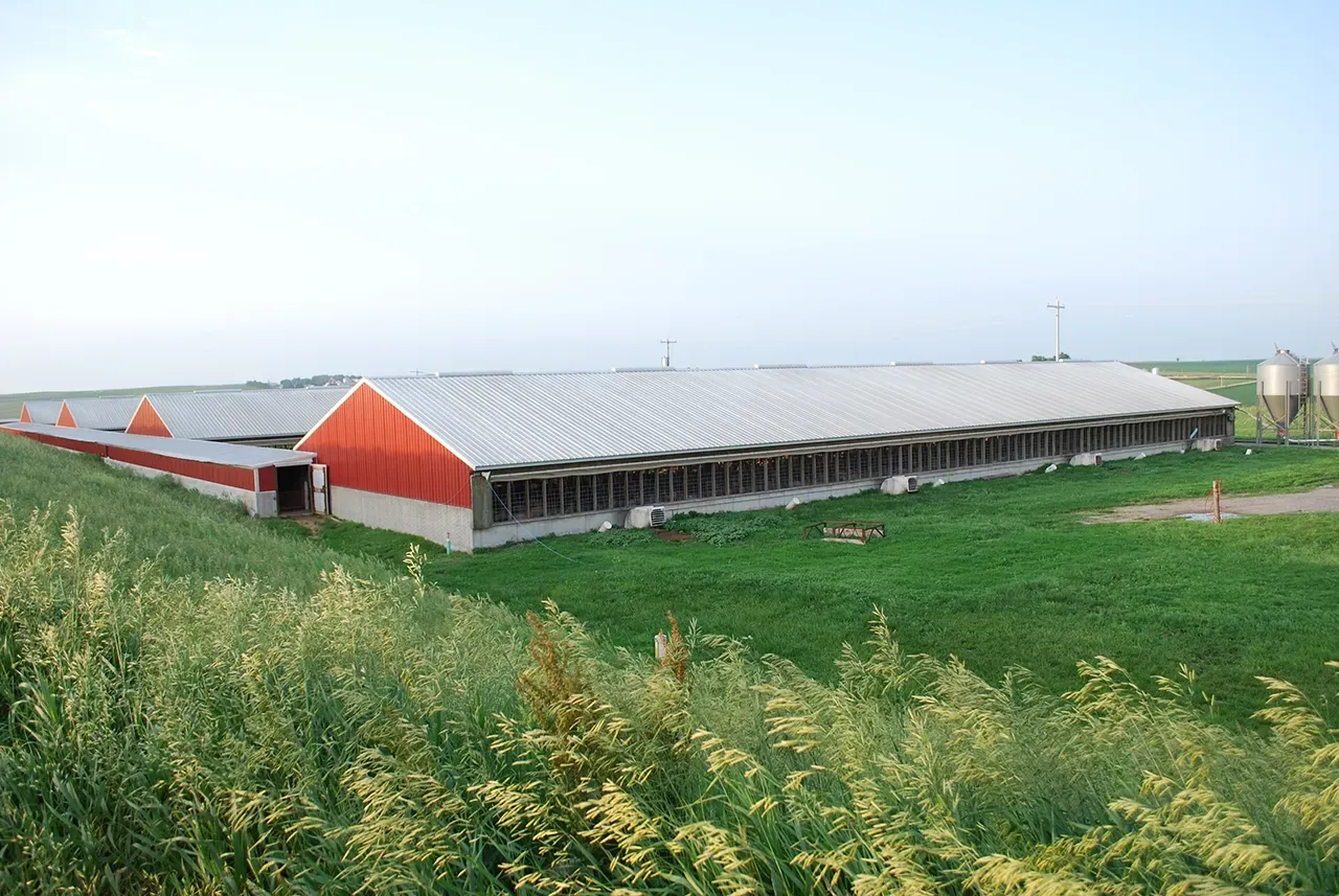 pig farm