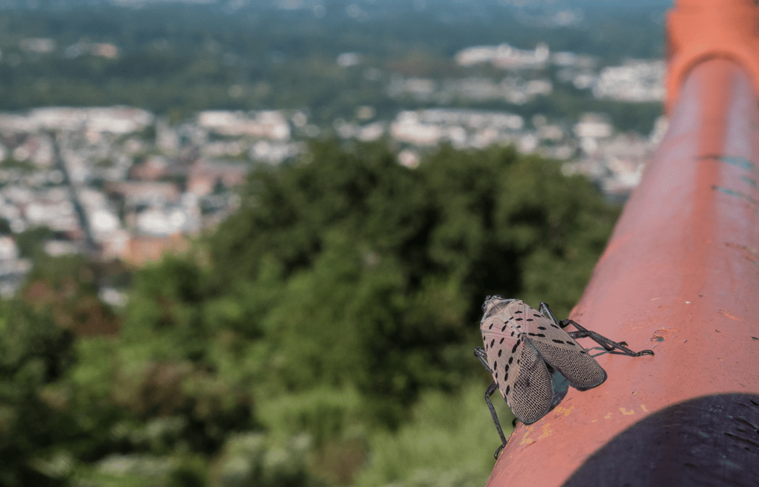 Adult spotted lanternfly back