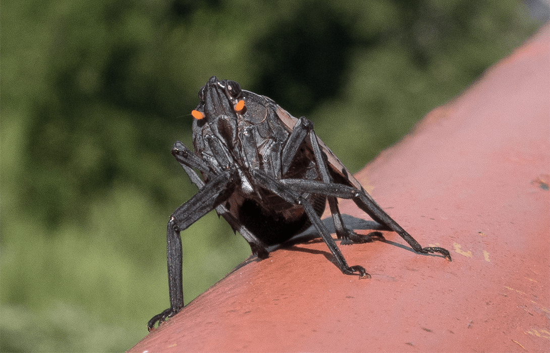 Adult spotted lanternfly front