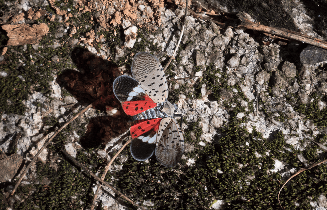 Adult spotted lanternfly wings