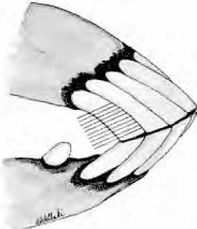 Black and white photo of Horse incisor teeth Black and white photo of Horse incisor teeth