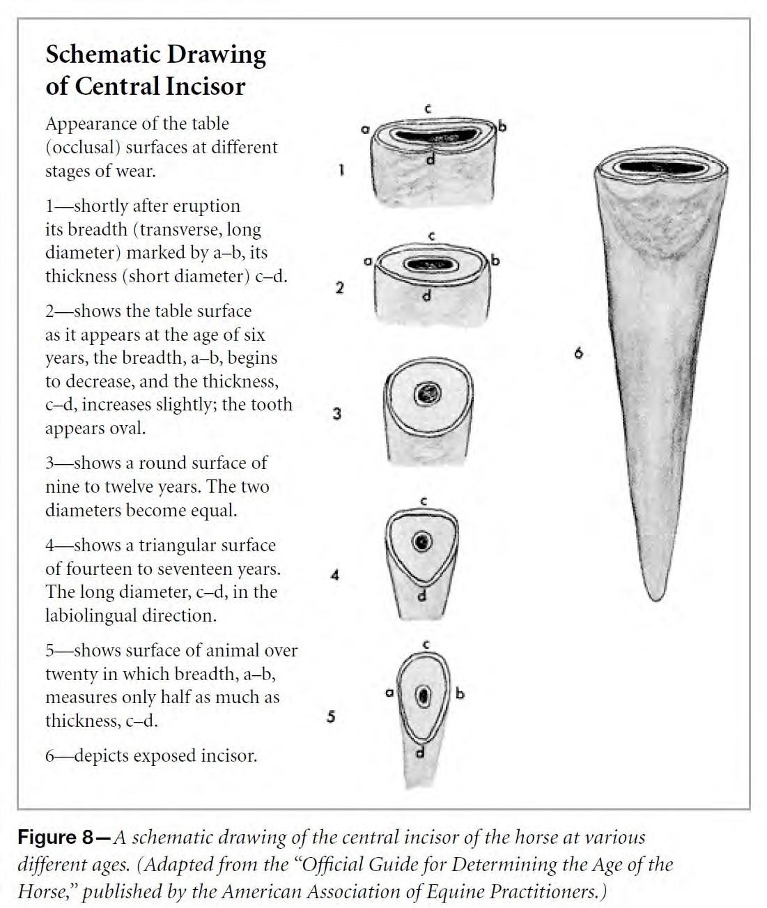 Schematic Drawing of Central Incisor - Horse Schematic Drawing of Central Incisor - Horse