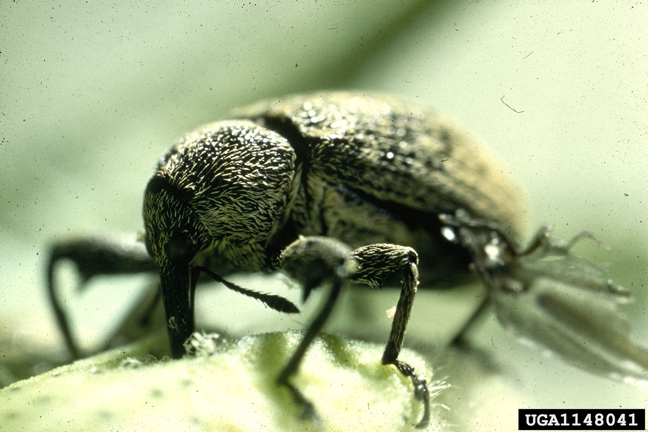 Close up of an adult boll weevil feeding on a cotton boll.