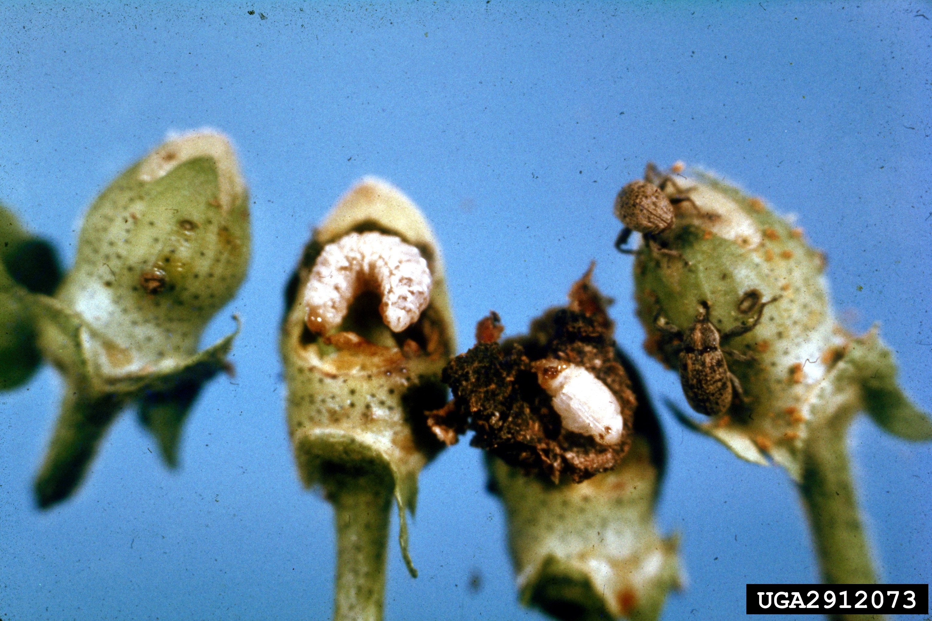 Four immature green cotton bolls with adult and larval boll weevils.