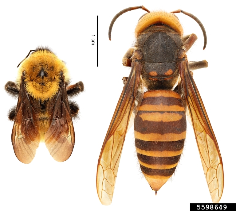 (left) Yellow bumblebee (Bombus fervidus) | (right) northern giant hornet (Vespa mandarinia)