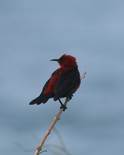 Cardinal honeyeater