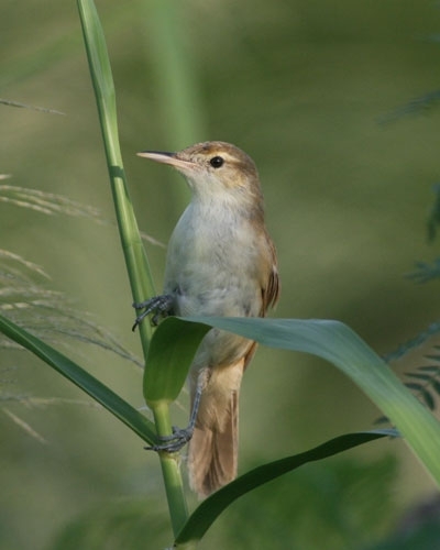 Caroline island reed warbler