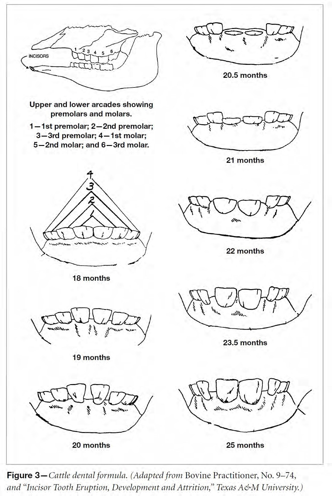 Example of a Brucellosis calfhood vaccination identification. Example of a Brucellosis calfhood vaccination identification.