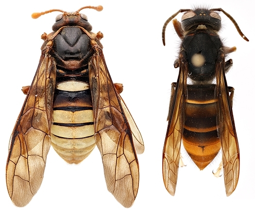 Elm sawfly (Cimbex americana) Elm sawfly (Cimbex americana)