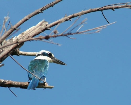 Collared kingfisher