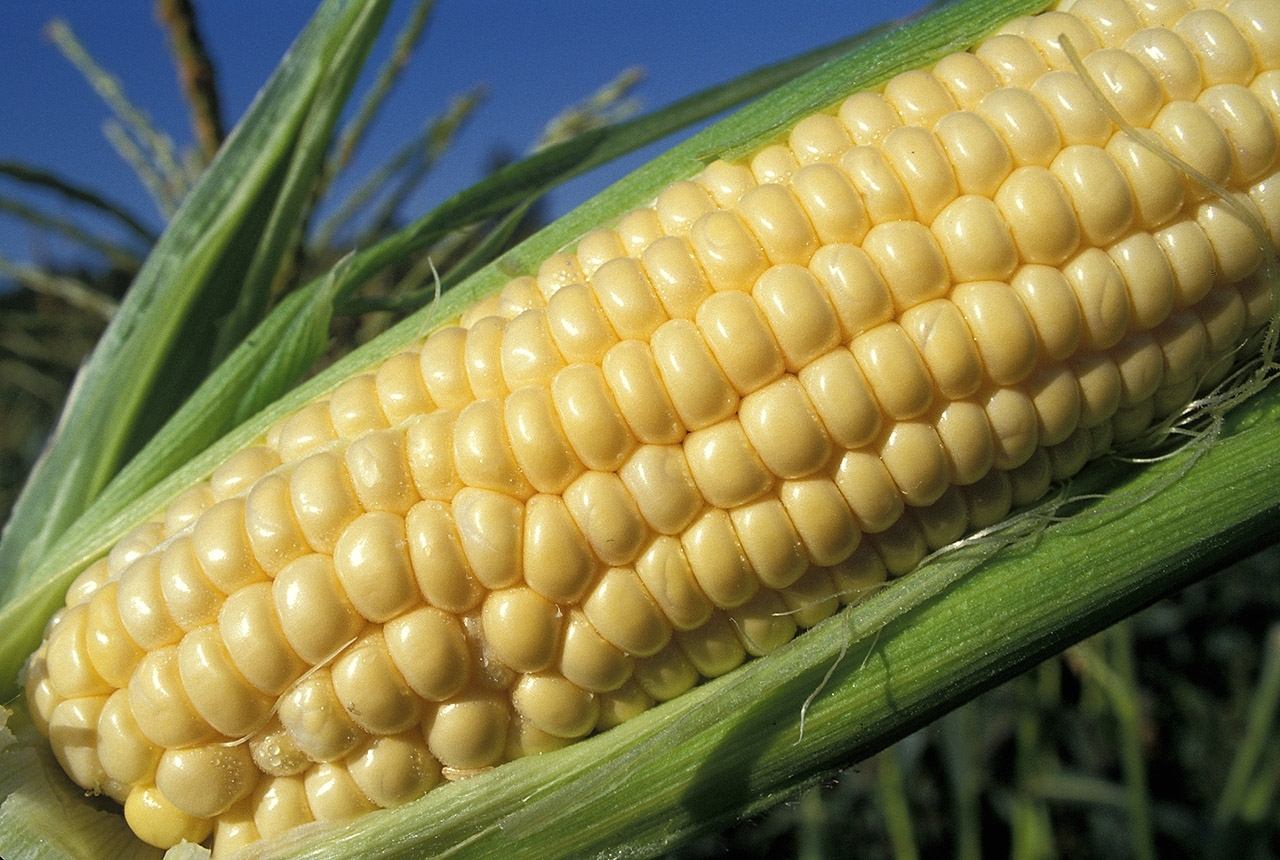 Corn Cob Cob of corn off of stalk