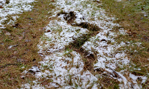 feral swine tunneling damage