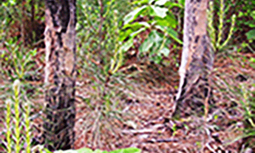 tree damage done by feral swine