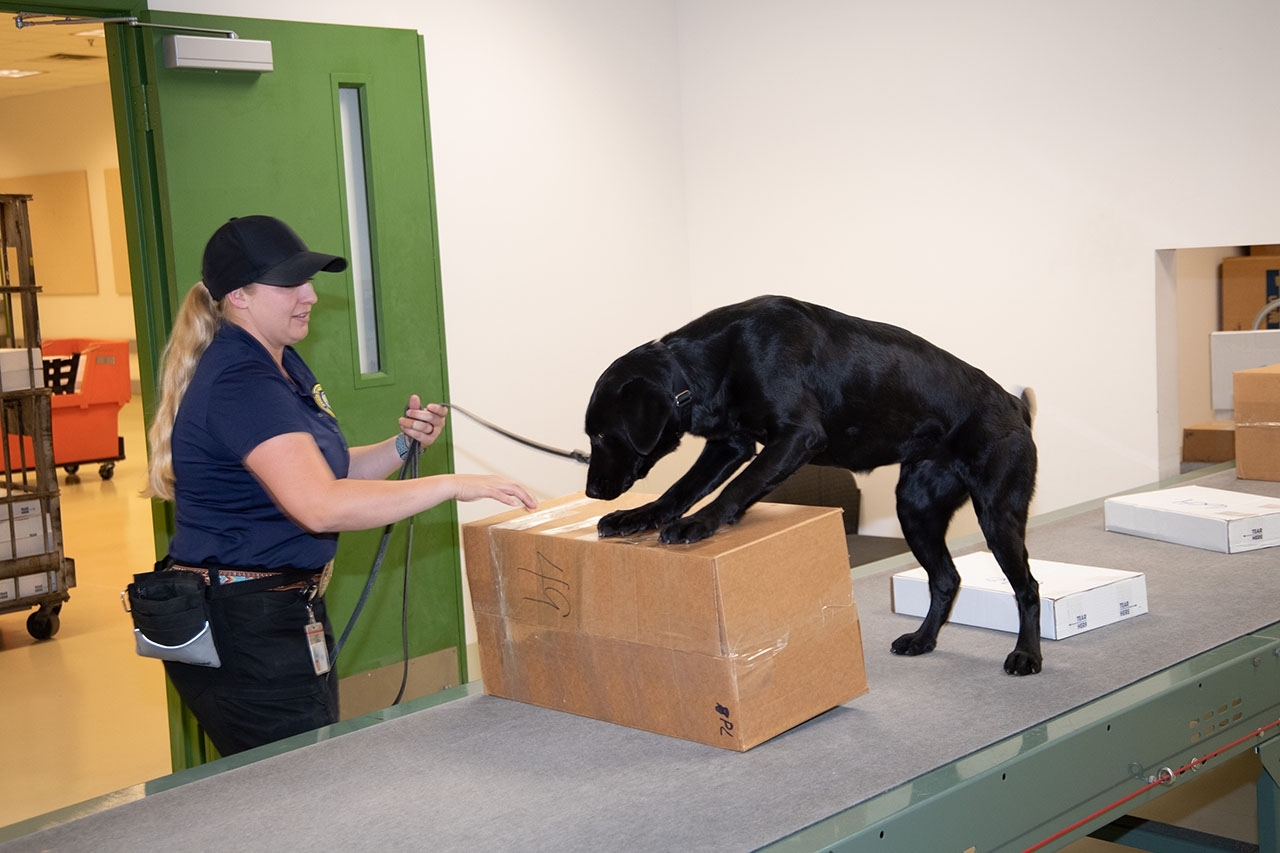 Agriculture's detector dog sniffs out prohibited agricultural products. Agriculture's detector dog sniffs out prohibited agricultural products in parcels.