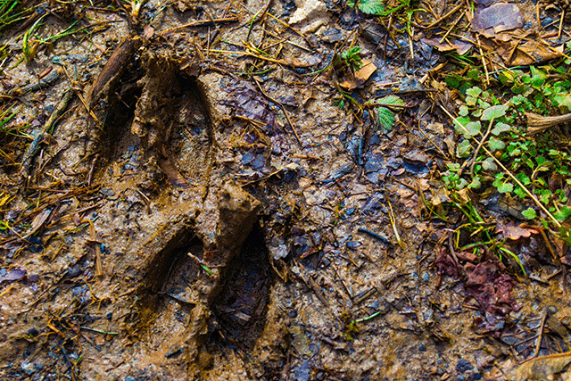 deer tracks in mud