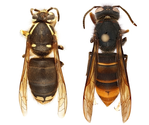 Bald-faced hornet (Dolichovespula maculata) Bald-faced hornet (Dolichovespula maculata)