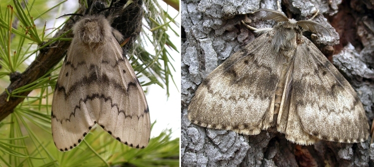 Adult female (left) and male (right) flighted spongy moth complex