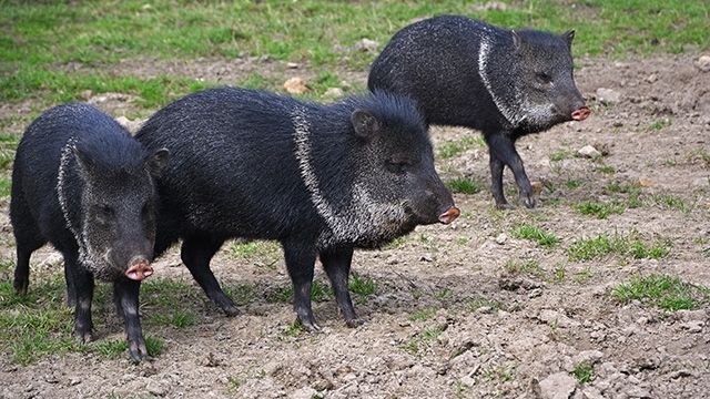 photo of two collared peccary