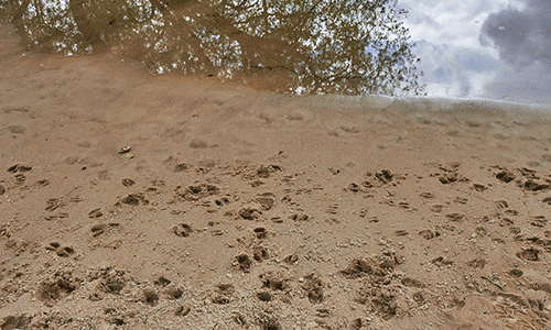 swine hoof prints at edge of pond
