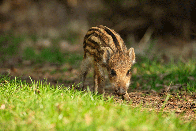feral swine piglet