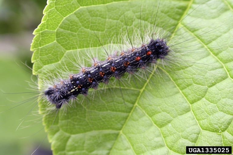 Flighted Spongy Moth Complex larva