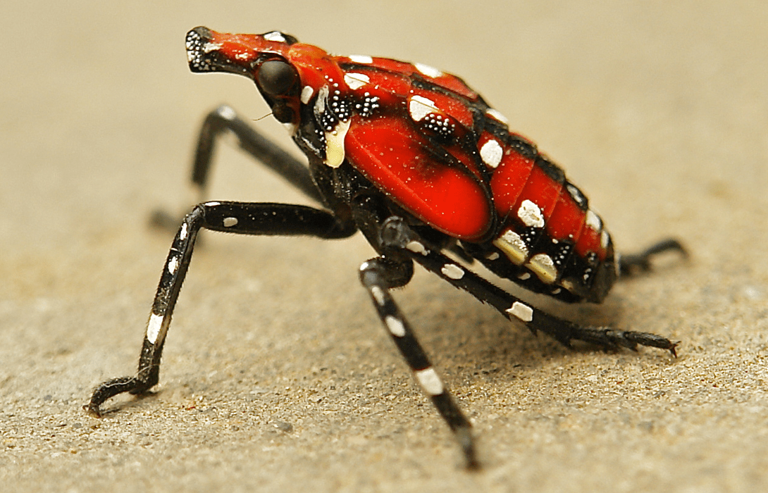 4th instar spotted lanternfly nymph