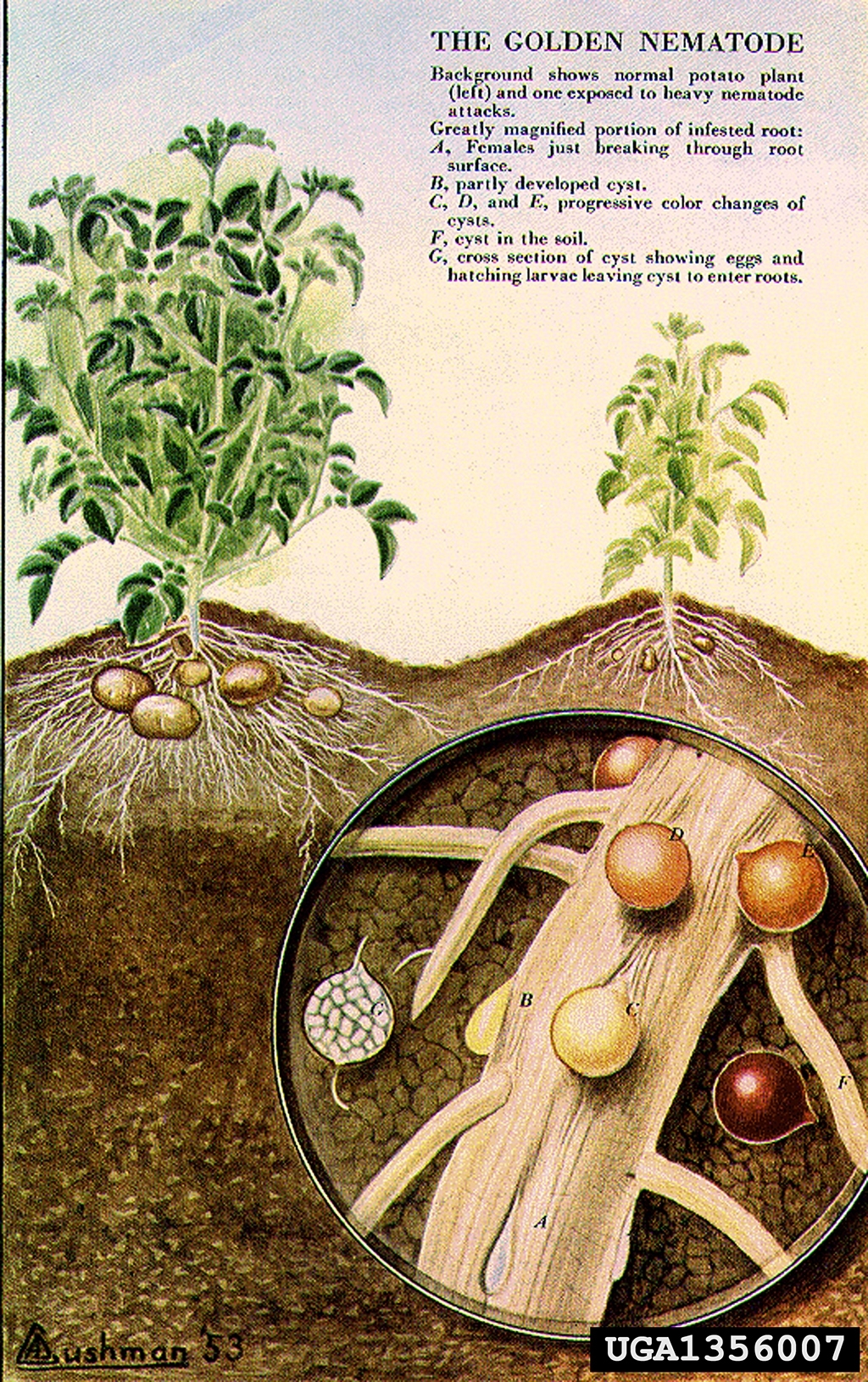 Golden nematode lifecycle painting