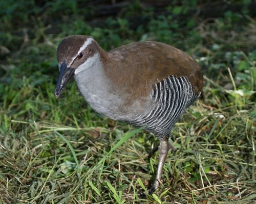 Guam rail