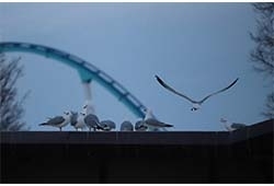 seagulls on roof