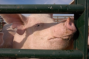 Adult pig looking through a fence.