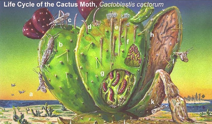 Life cycle of the South American cactus moth. Life cycle of the South American cactus moth.