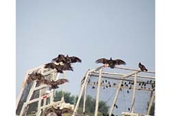 loafing turkey vultures