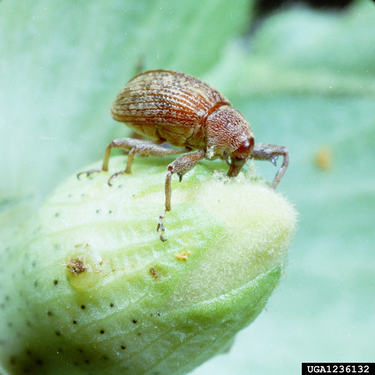 Top view of a brownish-red boll weevil adult on an immature cotton boll.