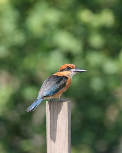 Micronesian kingfisher