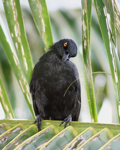 Micronesian starling