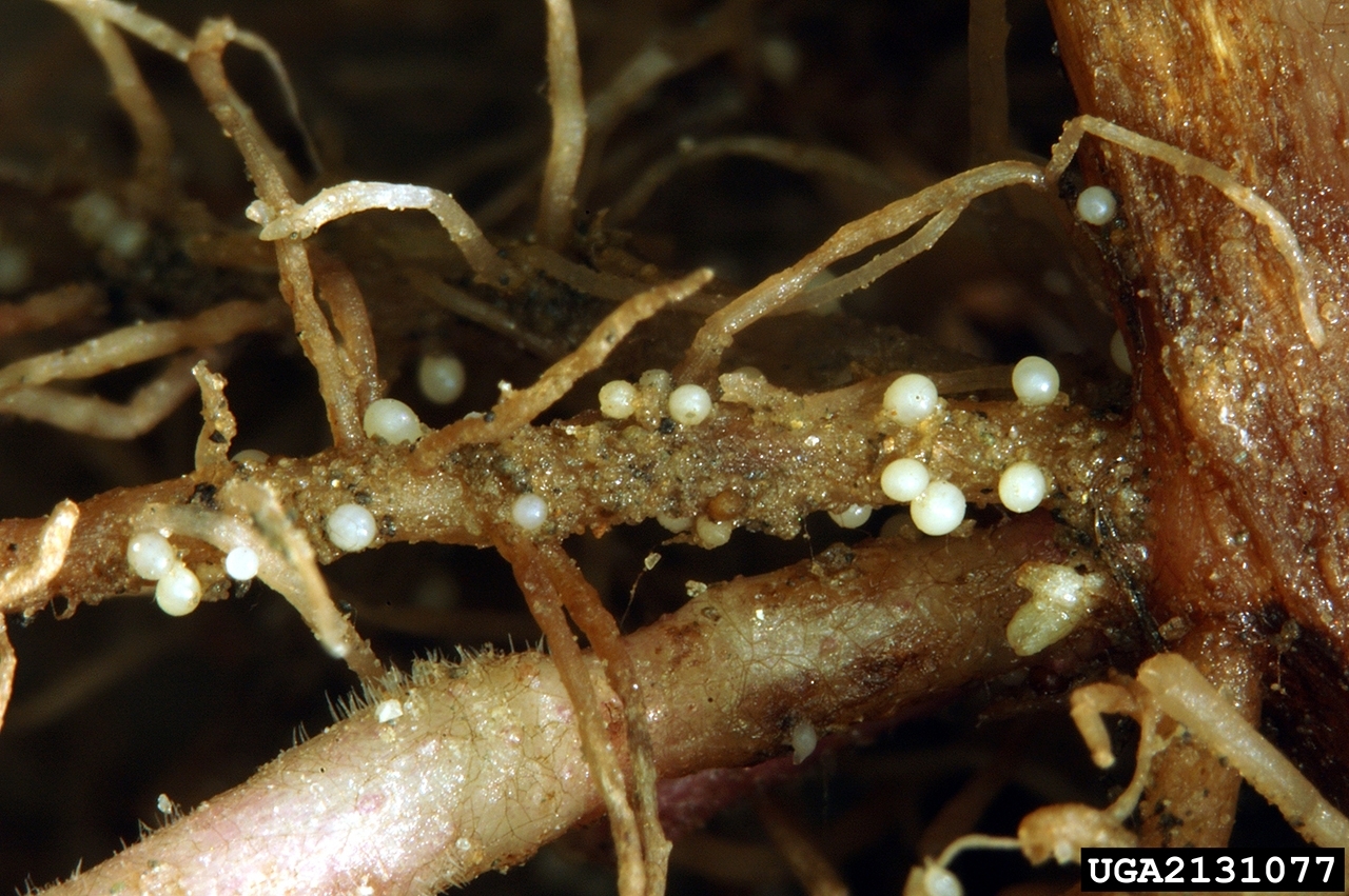 Dark brown plant root with white cysts scattered along its length.