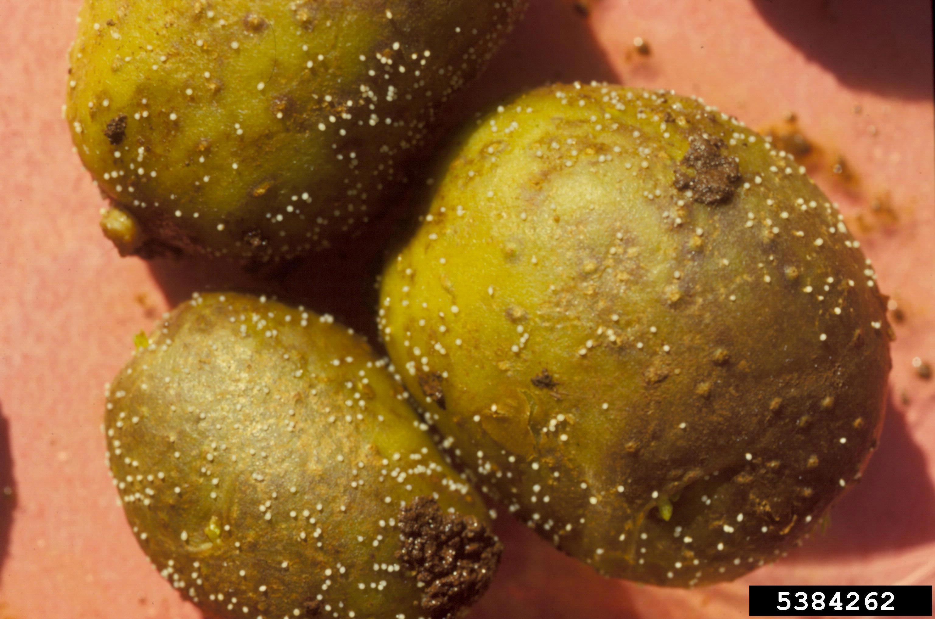 Three brown potatoes with small white cysts visible on the skin.