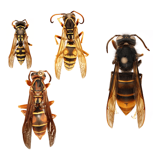 (left) various species of paper wasps (Polistes spp.) comparison - left: various species of paper wasps (Polistes spp.); right: yellow-legged hornet (Vespa velutina)