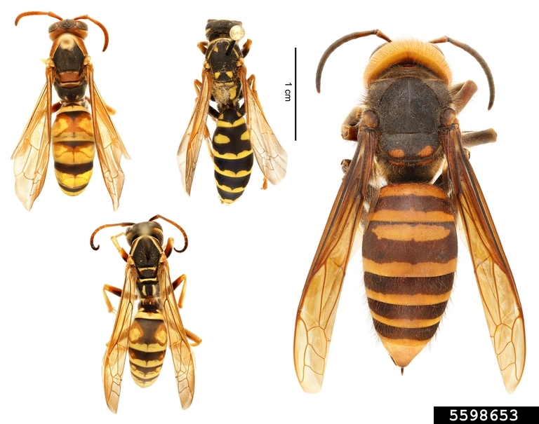 (left) Various species of paper wasp (Polistes spp.) | (right) northern giant hornet (Vespa mandarinia)
