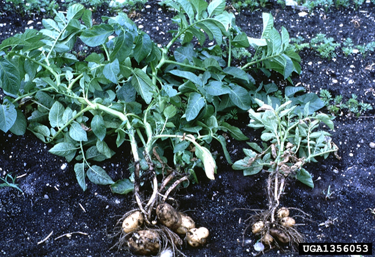 Globodera rostochiensis infected plant compared to healthy plant. The infected plant is much smaller.