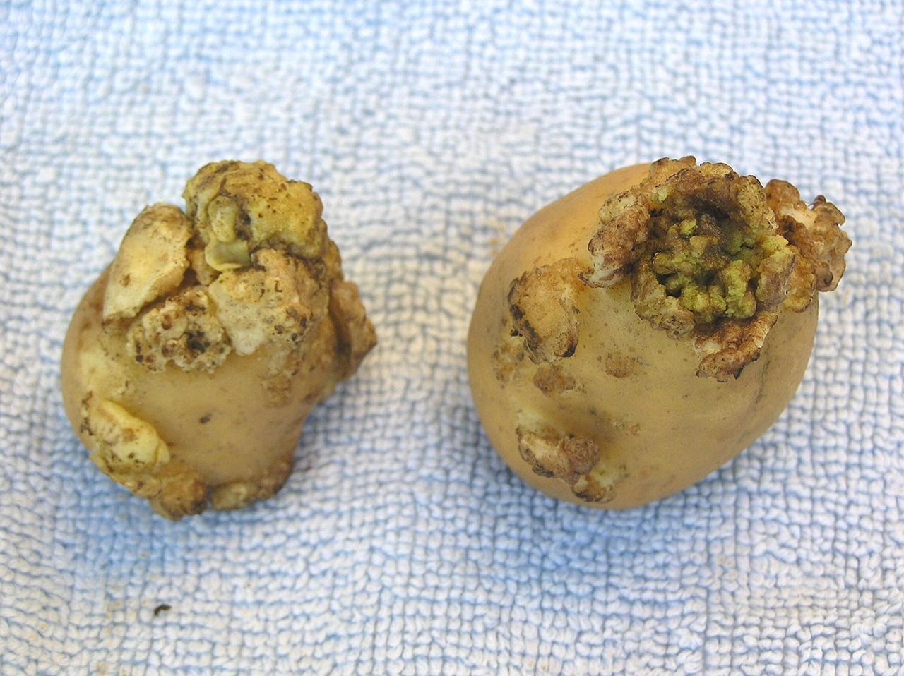 tubers on top of brown potato tubers on top of brown potato