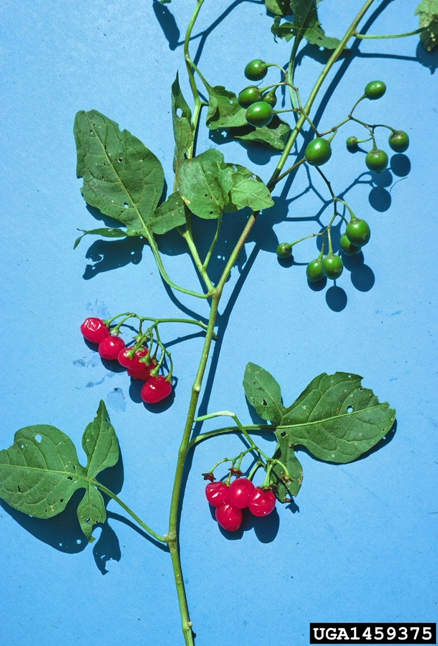 Branch of a bittersweet plant with green leaves and red and green fruits.
